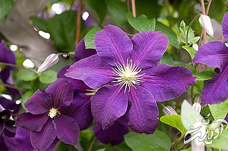 تصاویر گل های زیبا،عکس گل عکس های گل,گل زیبا